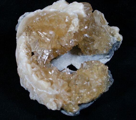 Calcite Filled Clam Fossil - Rucks Pit #5785